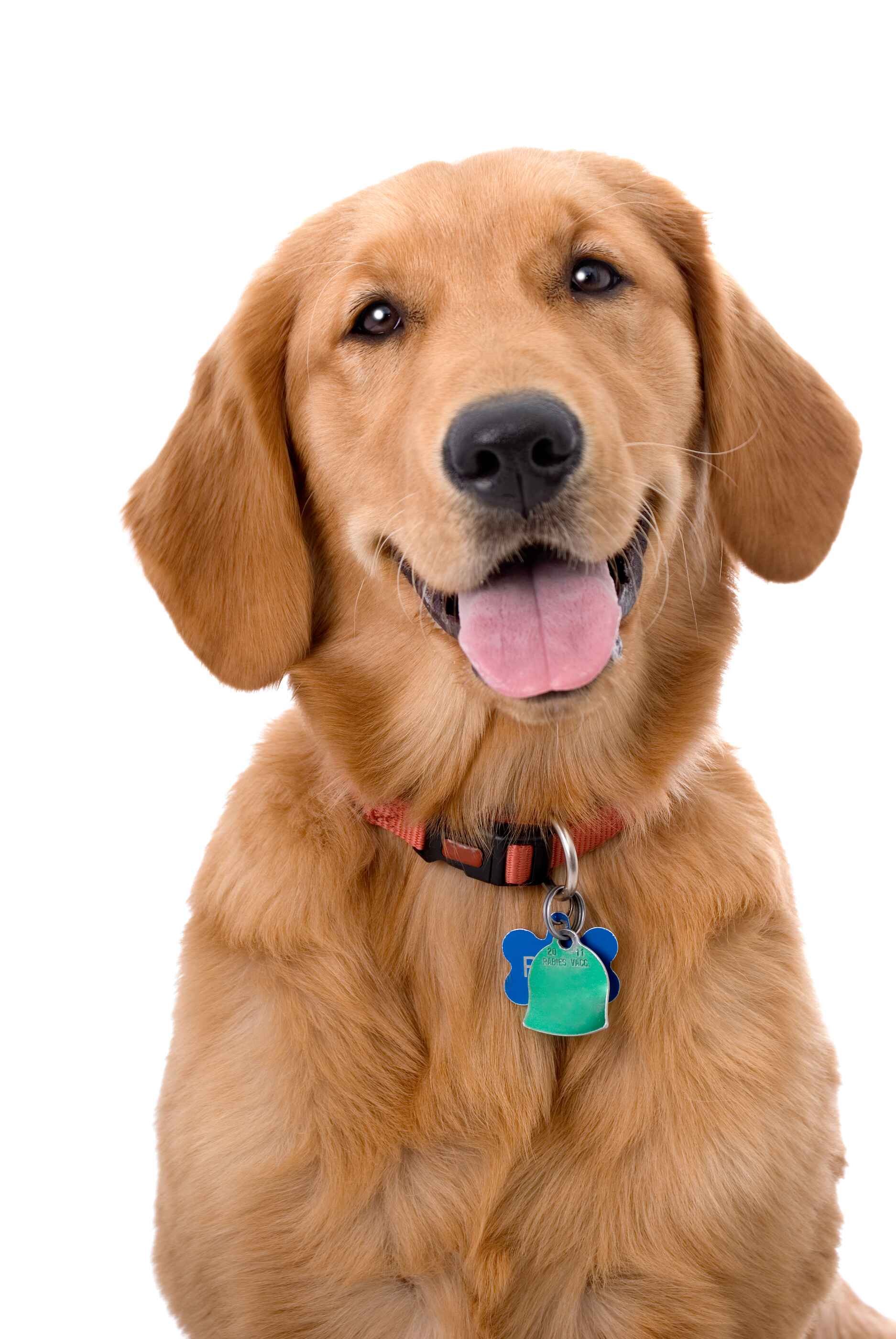 Puppy-Collars-21.jpg