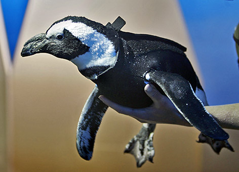 Pierre-the-penguin.jpg