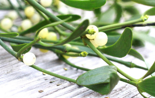 Mistletoe.png
