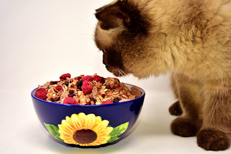 Pet-Dish.jpg