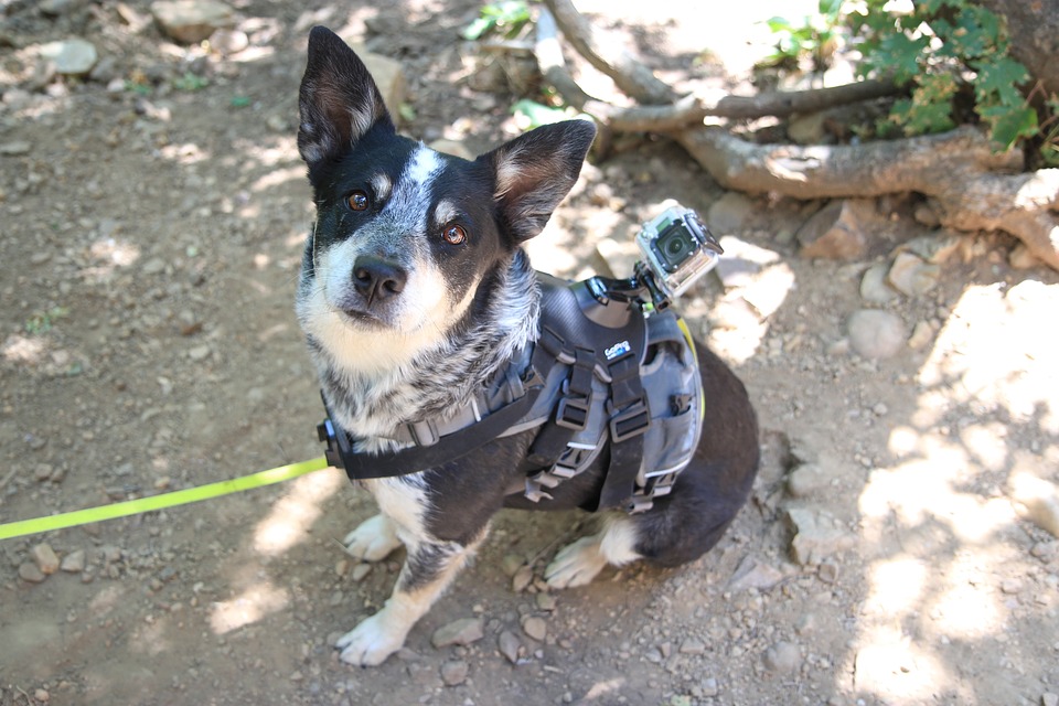 Dog-Pet-Harness.jpg