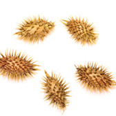 Cockle Burrs